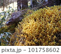 笠取山の登山道の苔 101758602