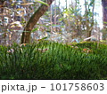 笠取山の登山道の苔 101758603