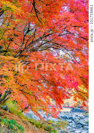 愛知 紅葉に染まる香嵐渓　～五色もみじ～ 101758861