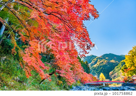 愛知 紅葉に染まる香嵐渓　～五色もみじ～ 101758862