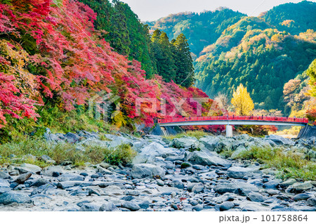 愛知 紅葉に染まる香嵐渓 ~待月橋~ 愛知 紅葉に染まる香嵐渓 ~待月橋~ 101758864
