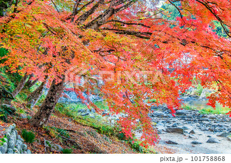 愛知 紅葉に染まる香嵐渓 ~五色もみじ~ 愛知 紅葉に染まる香嵐渓 ~五色もみじ~ 101758868