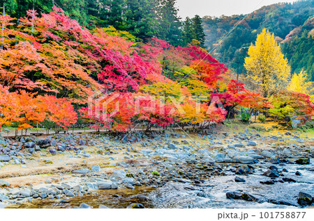 愛知 紅葉に染まる香嵐渓　～五色もみじ～ 101758877