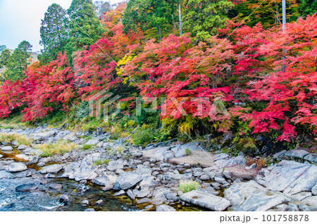 愛知 紅葉に染まる香嵐渓　～五色もみじ～ 101758878