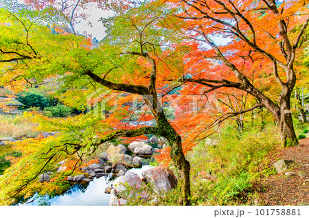 愛知 紅葉に染まる香嵐渓　～五色もみじ～ 101758881