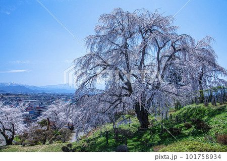 眺陽桜 眺陽桜 101758934