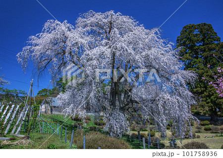 眺陽桜 眺陽桜 101758936