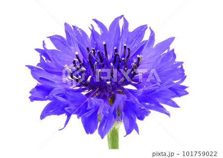 【ヤグルマギク】 (深度合成) 101759022