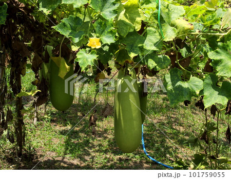 Wax gourd on branch. Wax gourd on branch. 101759055