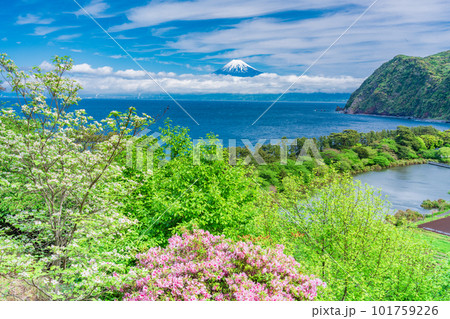 （静岡県）ヤマボウシの白い花が美しい、西伊豆井田から望む富士山 101759226