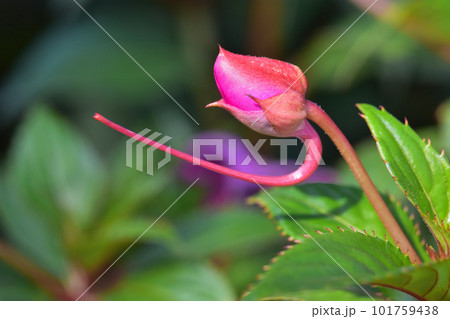 New Guinea impatiens flowers in the home garden 101759438