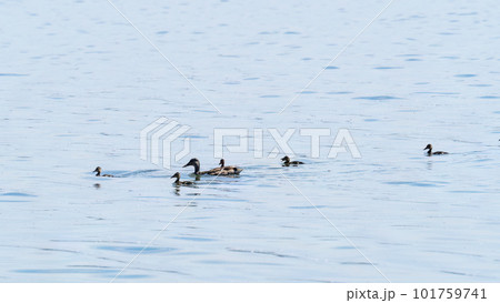 A family of ducks, a duck and its little ducklings are swimming in the water. The duck takes care of its newborn ducklings. Mallard, lat. Anas platyrhynchos A family of ducks, a duck and its little ducklings are swimming in the water. The duck takes care of its newborn ducklings. Mallard, lat. Anas platyrhynchos 101759741