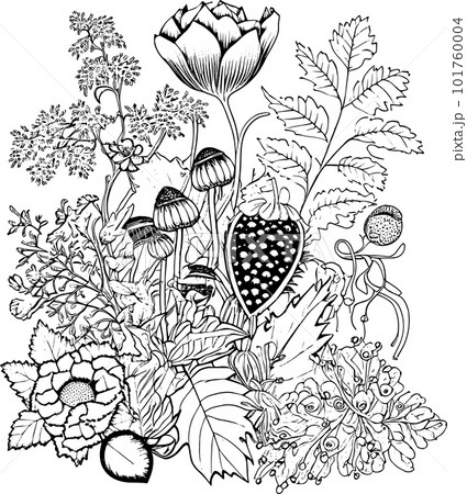 Coloring book with flowers, fruits. Hand drawn zentangle and mandala style,PNG, Transparency, Coloring book with flowers, fruits. Hand drawn zentangle and mandala style,PNG, Transparency, 101760004
