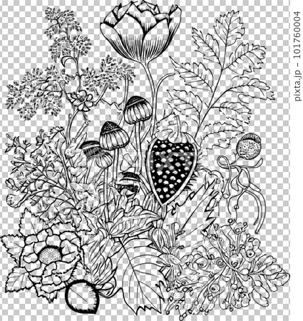 Coloring book with flowers, fruits. Hand drawn zentangle and mandala style,PNG, Transparency, Coloring book with flowers, fruits. Hand drawn zentangle and mandala style,PNG, Transparency, 101760004
