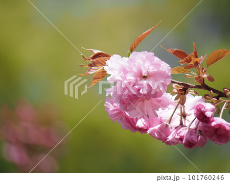 ボタン桜のクローズアップ 柔らかく優しいイメージ ボタン桜のクローズアップ 柔らかく優しいイメージ 101760246