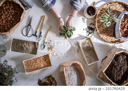 Female gardener hands holding small pot with variegated monstera garden equipment on table closeup 101760420
