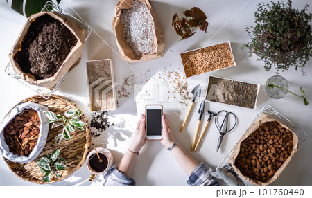 Female gardener hands browsing internet smartphone for transplant variegated monstera top view 101760440