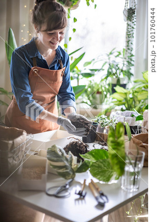 Woman transplant variegated monstera at home garden use drainage granule soil ground on table 101760444