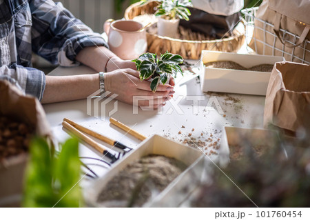 Female gardener hands holding small pot with variegated monstera garden equipment on table closeup 101760454