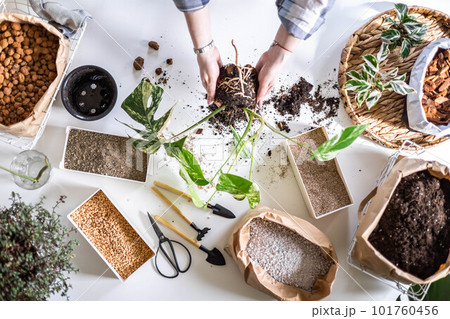 Female home gardener transplant natural variegated monstera with soil ground drainage sand top view 101760456