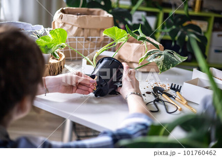 Woman gardener hands transplant variegated monstera scattered soil ground garden tools table closeup 101760462