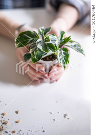Female gardener hands holding small potted plant variegated monstera succulent leaves table closeup Female gardener hands holding small potted plant variegated monstera succulent leaves table closeup 101760464
