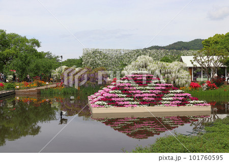 あしかがフラワーパークにて（栃木県足利市） 101760595