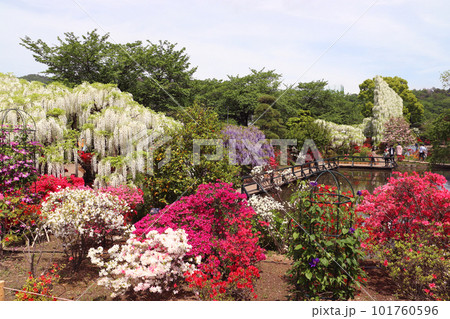 あしかがフラワーパークにて（栃木県足利市） 101760596