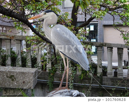 川辺に立つ鳥 川辺に立つ鳥 101760628