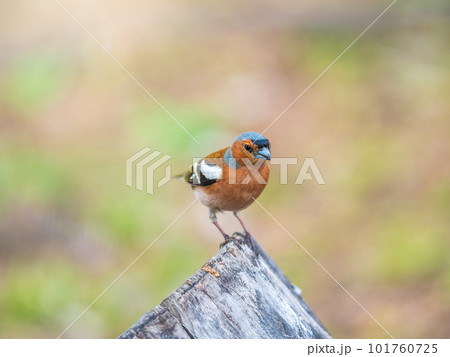 Common chaffinch, Fringilla coelebs, sits on a tree. Common chaffinch in wildlife. Common chaffinch, Fringilla coelebs, sits on a tree. Common chaffinch in wildlife. 101760725