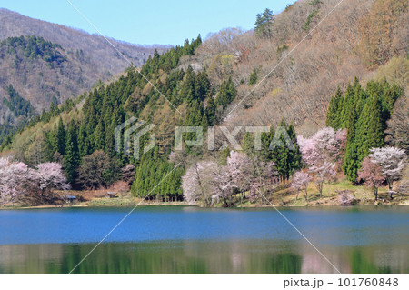 中綱湖　桜咲く春 101760848