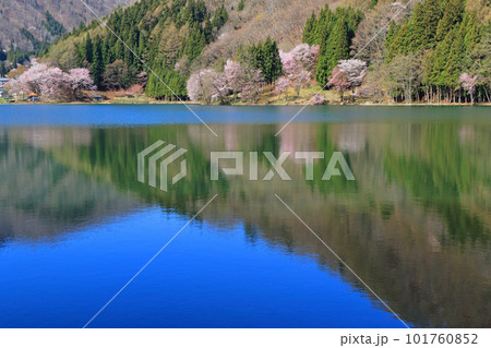 中綱湖 桜咲く春 中綱湖 桜咲く春 101760852