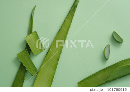 Fresh aloe vera leaves and slices decorated on a green background Aloe vera is a succulent plant with many health and beauty benefits, especially for skin and hair 101760916
