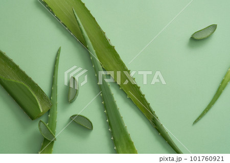 Top view of fresh aloe vera leaves and slices on green background. Advertisement scene with copy space for product from natural ingredient - Aloe barbadensis 101760921