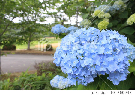 梅雨の小さな花火 101760948