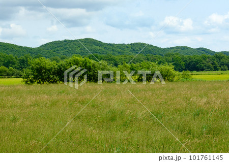 夏の釧路平野の草原 夏の釧路平野の草原 101761145
