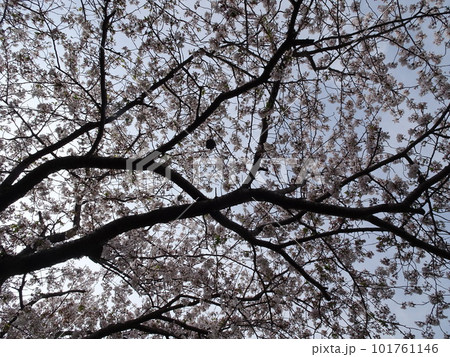 静岡県 藤枝市 栃山川沿いの桜 満開の桜の花 春のノスタルジックな風景 写真 静岡県 藤枝市 栃山川沿いの桜 満開の桜の花 春のノスタルジックな風景 写真 101761146