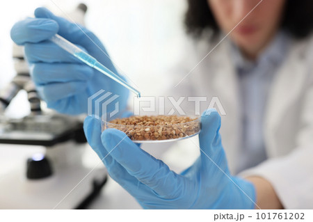 Concentrated man takes buckwheat grains from Petri dish 101761202