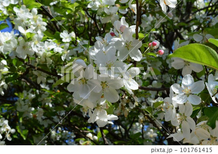 青空に映える姫リンゴの花　クラブアップル、ミカイドウ 101761415