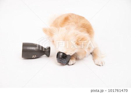 チワワがお酒の器に釘付けになっている様子 101761470