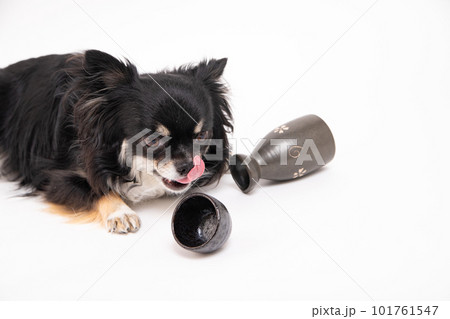 空の酒器におかわりを期待するチワワの様子 101761547