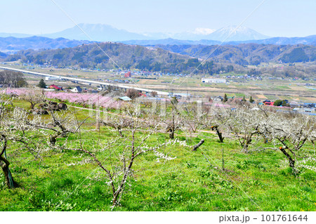 中野市より飯縄山、黒姫山方面を望む(長野県中野市)【2023.4】 中野市より飯縄山、黒姫山方面を望む(長野県中野市)【2023.4】 101761644