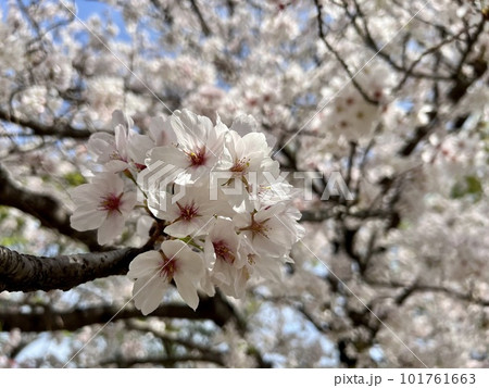 春の陽気で咲く桜 101761663