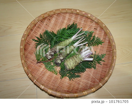 盆ざるに盛り付けられている静岡県産の新鮮な山葵とヒバの葉っぱ  写真 101761705