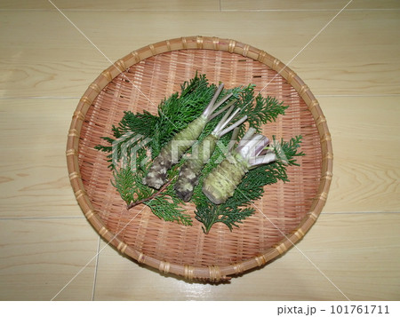 盆ざるに盛り付けられている静岡県産の新鮮な山葵とヒバの葉っぱ 写真 盆ざるに盛り付けられている静岡県産の新鮮な山葵とヒバの葉っぱ 写真 101761711