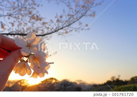 夕方の空　太陽光　桜　花　手 101761720
