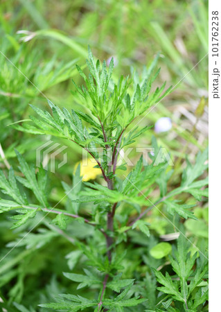 春のヨモギ（蓬） 101762238