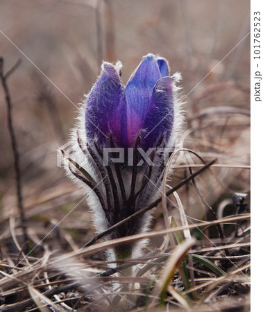 Pulsatilla halleri or pulsatilla taurica flowers in Crimea 101762523