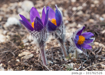 First spring flowers Pulsatilla halleri or pulsatilla taurica in nature 101762526
