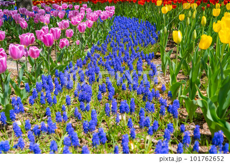 【花素材】一面のチューリップ畑【長野県】 【花素材】一面のチューリップ畑【長野県】 101762652